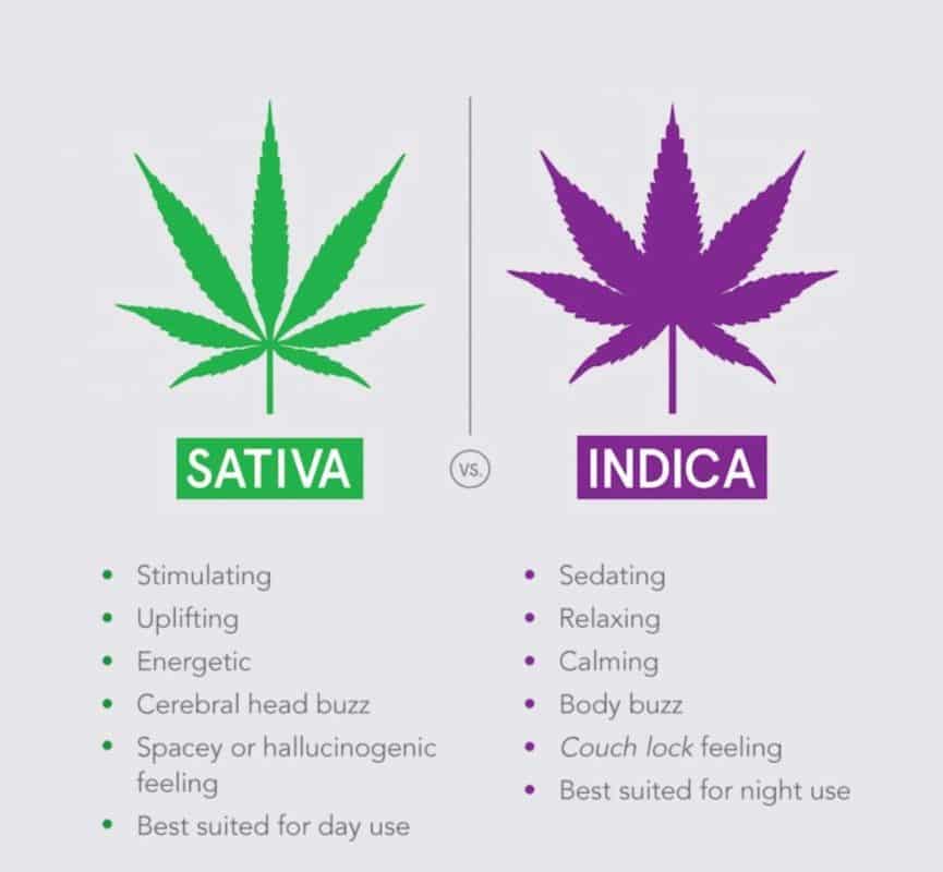 differences between cannabis types