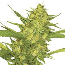 Sour Diesel Marijuana Seeds, buy weed online