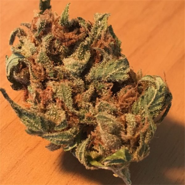 amnesia strain of marijuana
